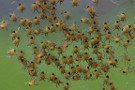 Baby Spiders